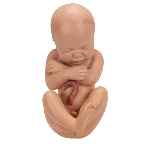 Модель беременности, 3 части - 3B Smart Anatomy — изображение 4