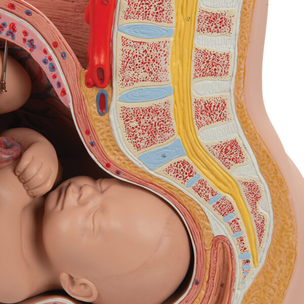 Модель беременности, 3 части - 3B Smart Anatomy — изображение 3