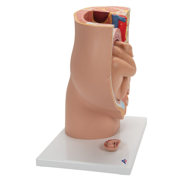 Модель беременности, 3 части - 3B Smart Anatomy — изображение 2