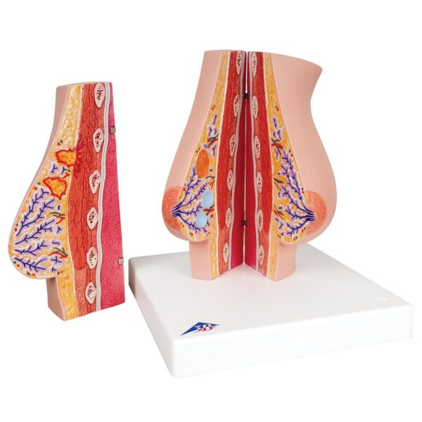 Модель молочной железы - 3B Smart Anatomy — изображение 2