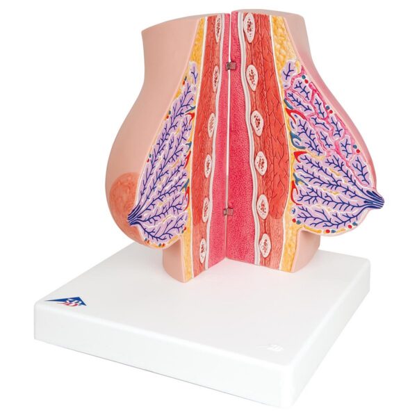 Модель молочной железы - 3B Smart Anatomy — изображение 3