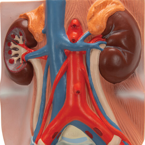 Мочевыделительная система, мужская, 3/4 натуральной величины - 3B Smart Anatomy — изображение 3