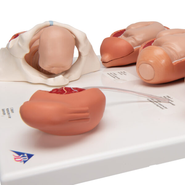 Модель стадий родов - 3B Smart Anatomy — изображение 3