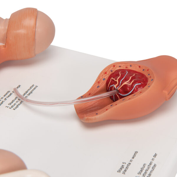 Модель стадий родов - 3B Smart Anatomy — изображение 2