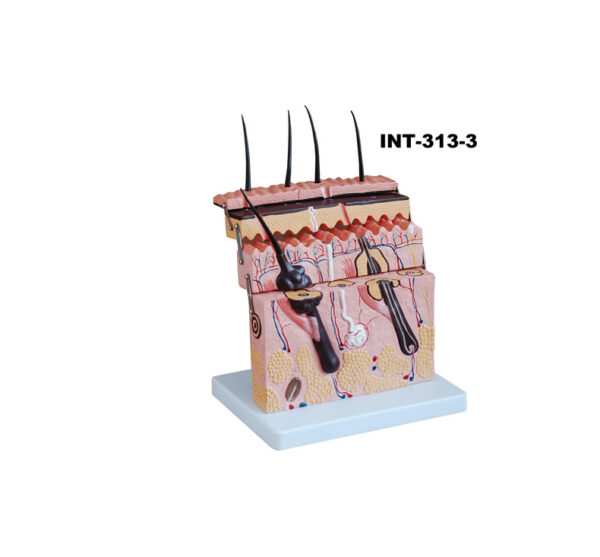 INT-313-3 Модель кожи в разрезе