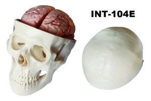 INT-104E Классический череп с 8 частями мозга