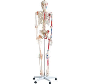 INT-101AN Модель скелета 180 см с пронумерованными мышцами и связками