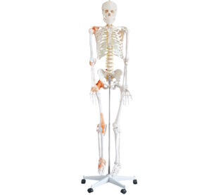 INT-101F Гибкий скелет в натуральную величину со связками, высотой 180 см